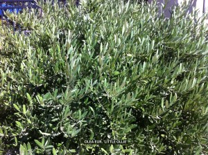 Olea europaea 'Little Olie' - foliage